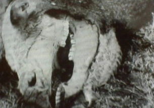 真假難辨 UFO肢解牲畜事件的謎團