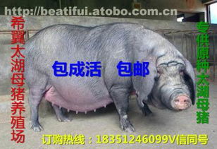 太湖母豬價格、廠家與供應商推薦 鹽城市亭湖區南洋鎮沂之水農產品經營部熱賣中