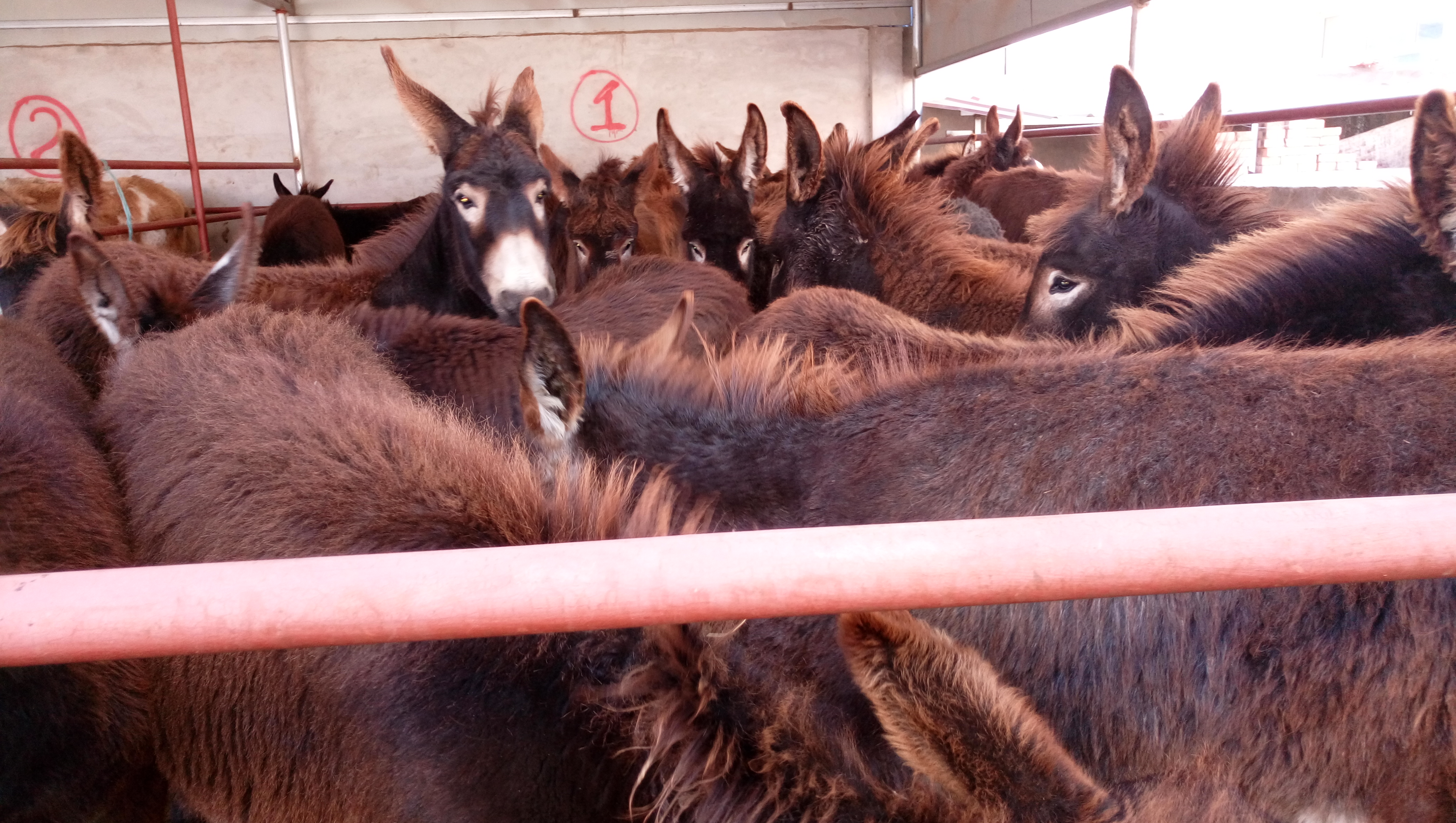 牲畜險(xiǎn)購買指南及平安保險(xiǎn)聯(lián)系方式