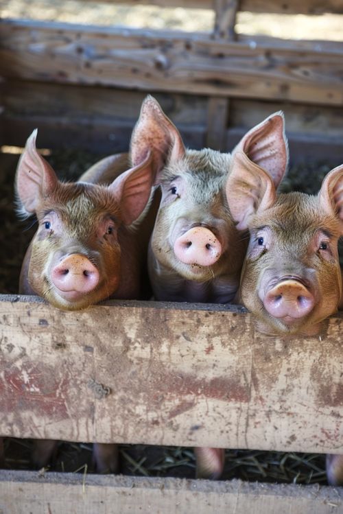 豬養(yǎng)殖與互聯(lián)網(wǎng)文化的視覺傳播 圖片資源合法使用指南