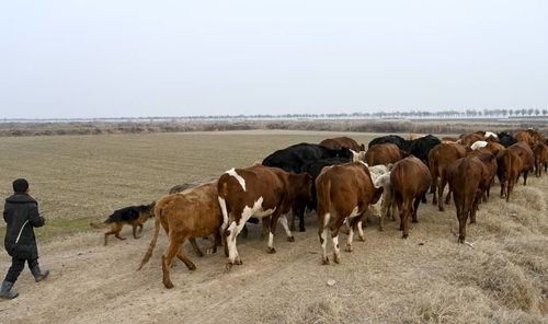 牧場增值新思路 黃河灘放養(yǎng)牲畜的互聯(lián)網(wǎng)文化解讀